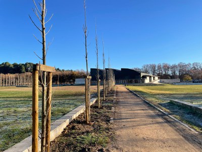 Banyoles replantarà més de 150 arbres durant aquest mes de desembre i gener