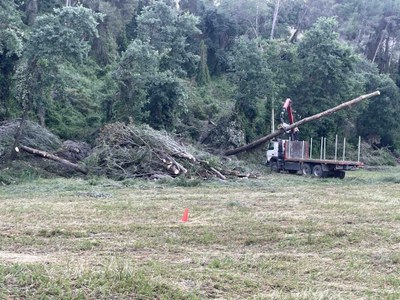 Banyoles retira desenes de pins caiguts al bosc de sota El Mirador de l’Estany