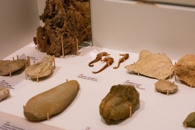 El Museu Darder exposa ‘Empremtes del passat’