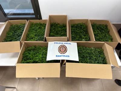 La Policia Local de Banyoles deté un home amb més de 700 plantes de marihuana